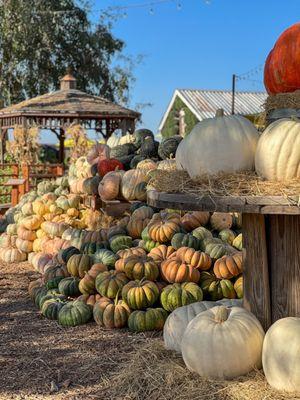 Amazing display of different pumpkin varieties