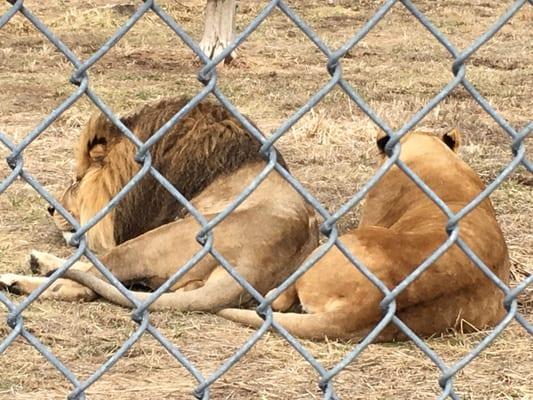 The two lions (napping, of course)