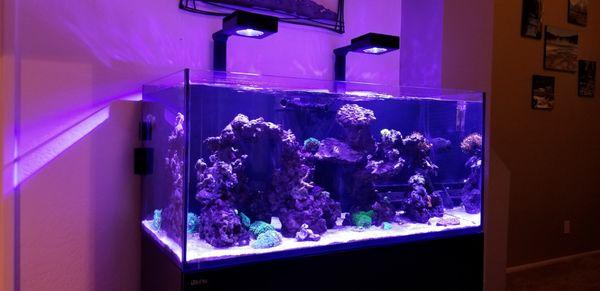 140 gallon reef - We design, install, and maintain saltwater aquariums. We also aquaculture beautiful corals! Give us a call today