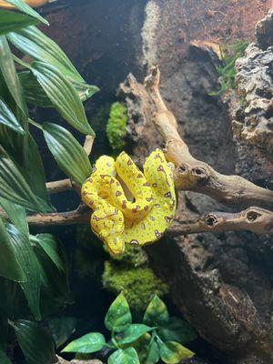 Baby green tree python