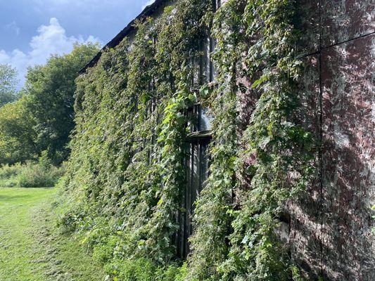 Same hops growing on the back side of green he barn