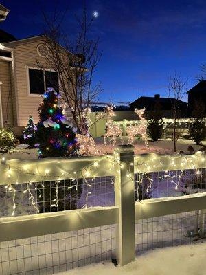 Got our fence in time for Christmas lights!