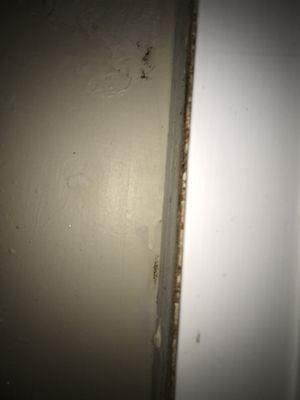 Black mold