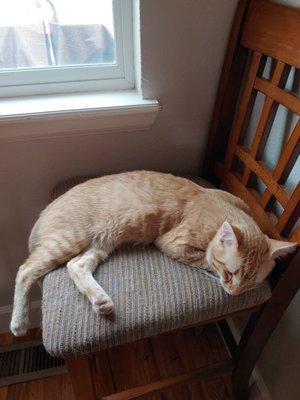 Since his visit upon rescue Orange Boy is living his best life. Indoors! And he doesn't mind it one bit.