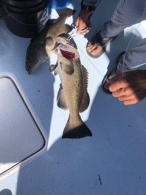 Grouper for dinner!!