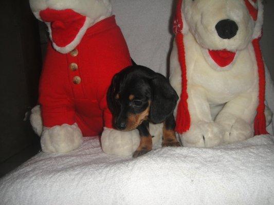 Black and tan mini female