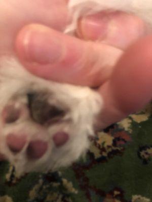 Manicured toe beans:)