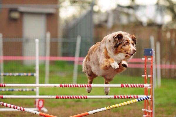 Agility trials three times a year, training all year