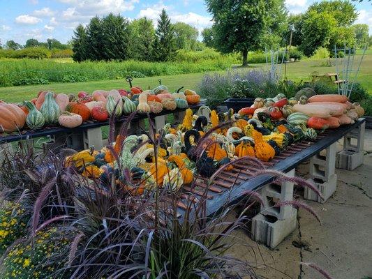 Colorful gourds