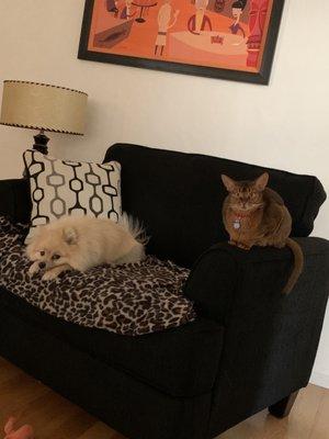 Two of Dr. Swope's patients, lounging at home.