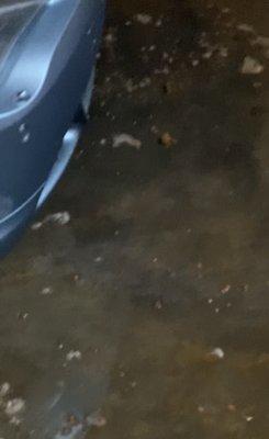 Feces under my parking spot in the garage. Has been going on for months