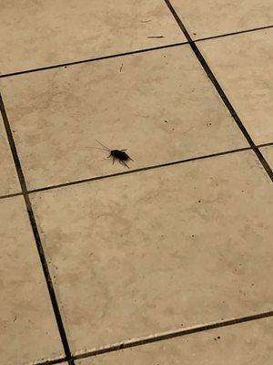 Roach on the floor