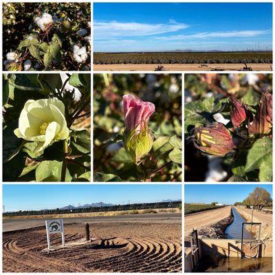 Caywood Farms Cotton Tour