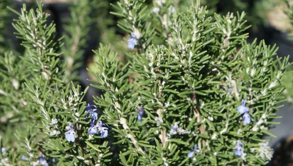 Rosemary 'Tuscan Blue'