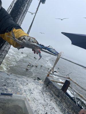 Blue crab and Georgia shrimp