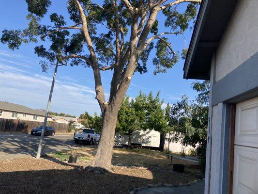 View from garage after trimming and pruning. Great job guys!