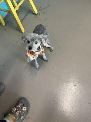 He looks so good - and with a cute bandana!