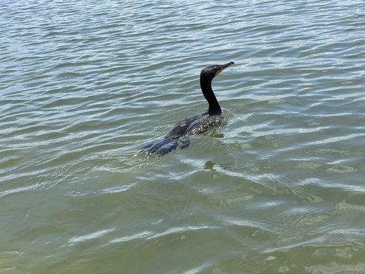 Water bird diving for fish beside the kayaks