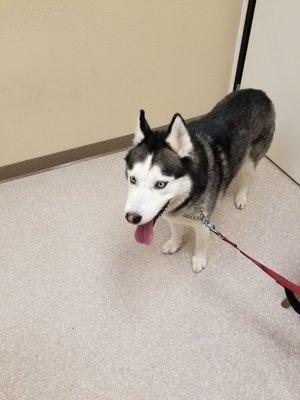 I brought my 6 year old husky in for a check up and updated shots the staff here is great. This will be the only vet we use