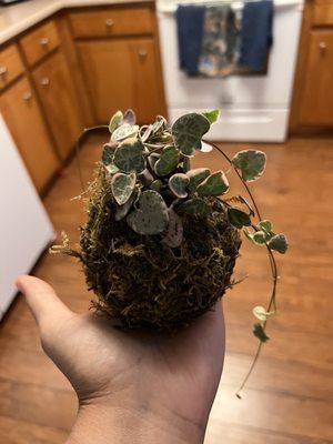 Sting of hearts kokedama