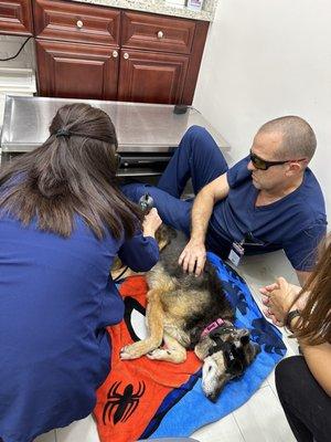 Laser therapy on a german shepherd mix with arthritis