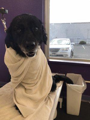 Dedicated drying areas with blow dryers and brushes. Doggy gets up on a hydraulic lift