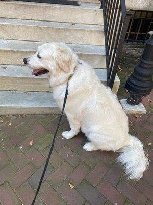 Adorable princess freshly groomed.