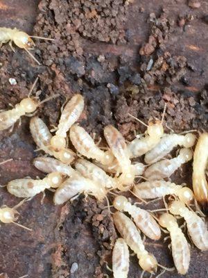 worker termites