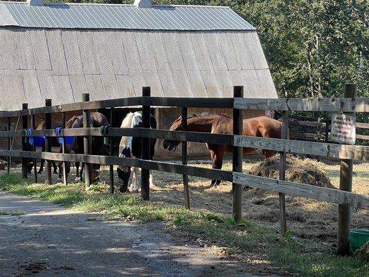 So many horses here! We were lucky enough to enjoy two horse rides. Stunning experience from the kindest people.