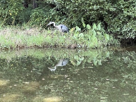 The Great Blue Heron is hunting some breakfast by the #9 tee box