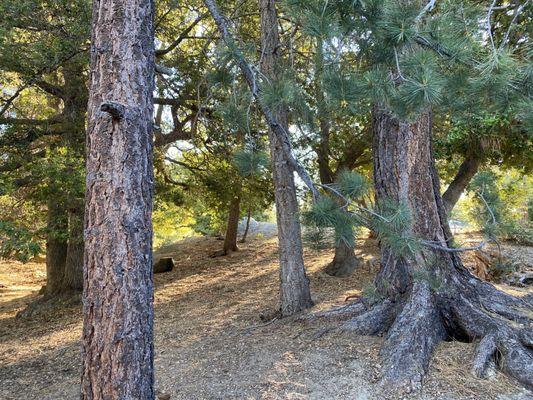 Thousand Trails Idyllwild