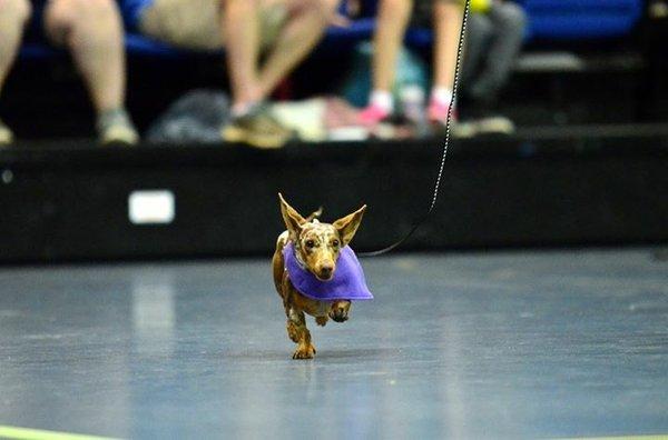 UC Davis Doxie Derby