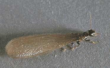 A winged subterranean termite.