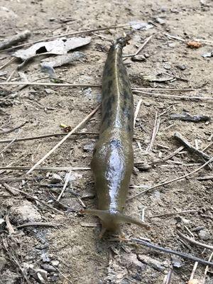 Mr. Banana Slug!