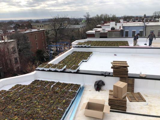 Green Roof and IPE Decking Installation. Washington, DC