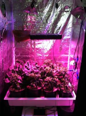 Growing with LED Grow Lights and Hydroponics at HTGSupply Portland Maine