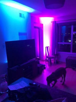 LED Uplighting package. These show 2 of the 4 lights in the $35 package. Colors are completely RGB customizable.