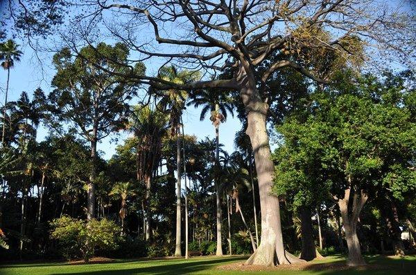 The Main Lawn located on the norther, mauka most portion of the botanical garden.