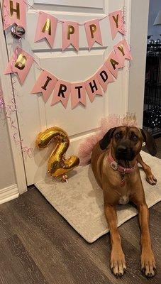 Our dog turned 2