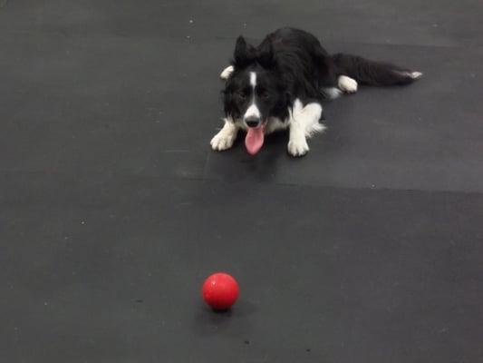 Finn loves the 1/2" thick rubber floors that cover the big dog play area.