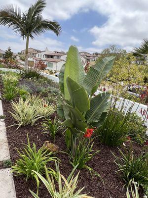 Tropical plantings