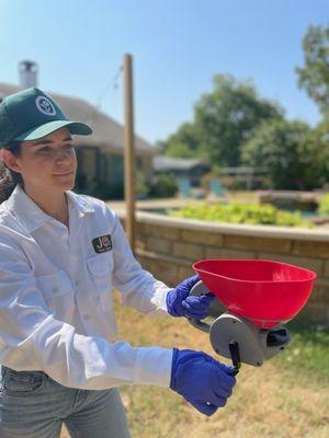 Applying bait for lawn insects.