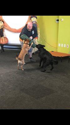 Remington interrupting Josh doing some advanced training with another dog... 30lbs of pure tail-wagging furry.