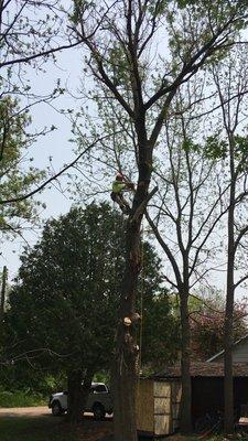 Starting the removal by removing some lower limbs before moving to the canopy