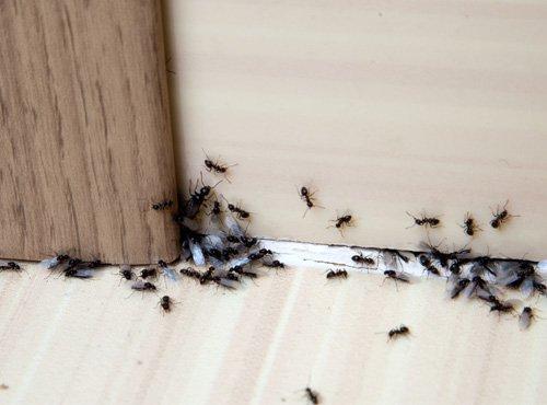 Ant Infestation