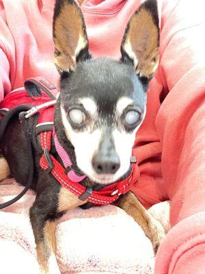 4/5/23  at 8:26 am Before cataracts surgery with Dr Noelle LaCroix.   Bella 12 yrs old Min Pin.