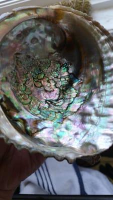 They have a HUGE selection of abalone shells in many, many sizes.