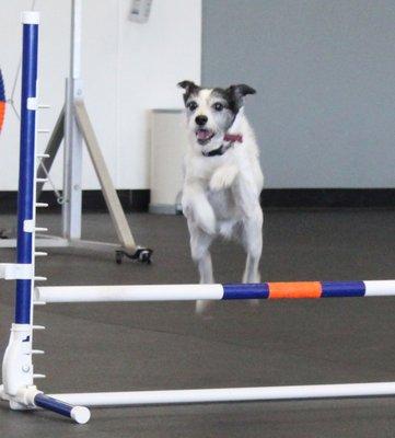 Quimby in Agility 4!