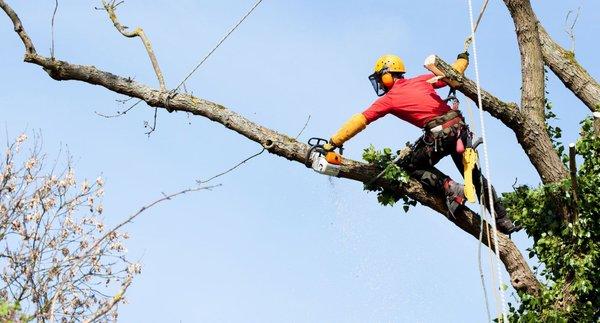 Removal of a tree covered in ivy