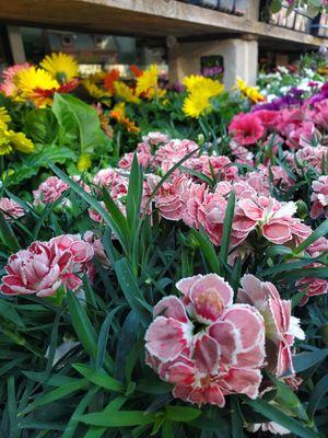 Large assortment of flowers and plants available every spring!